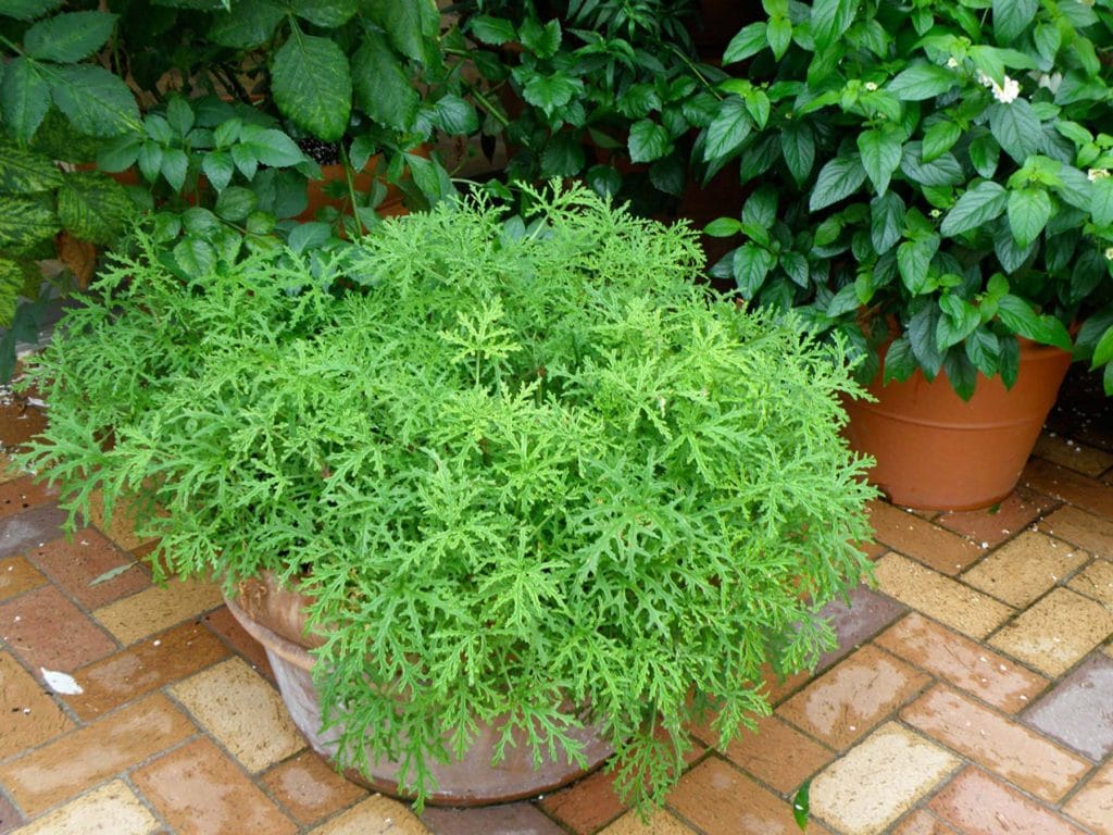 Citronella Plant growing