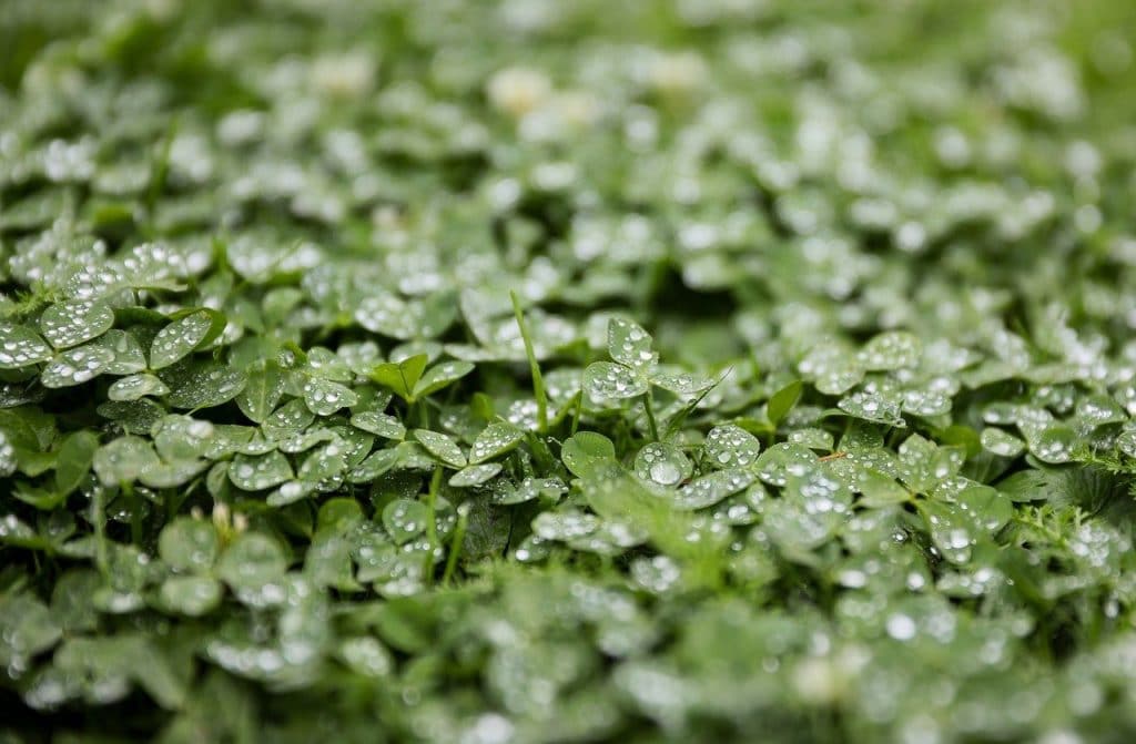 alfalfa pasture