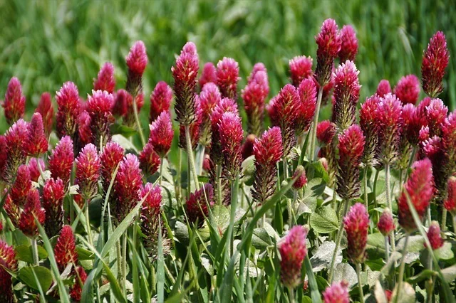 fully grown crimson clover