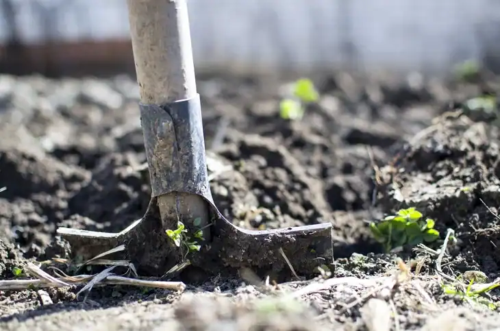 Compacted soil makes a firm ground for seeds and seedlings to grow
