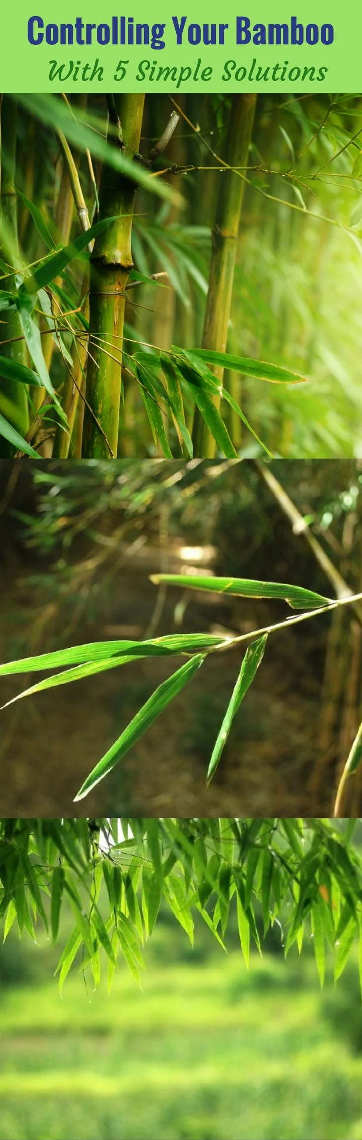 Controlling Your Bamboo - With 5 Simple Solutions