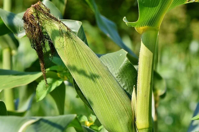 Photo of a corn