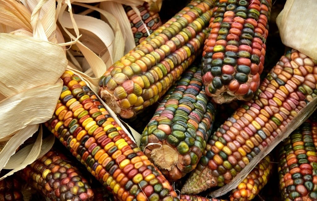 Photo of corns
