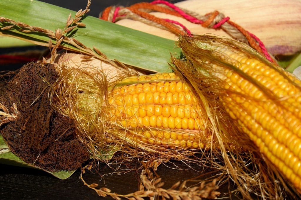 Photo of two corns