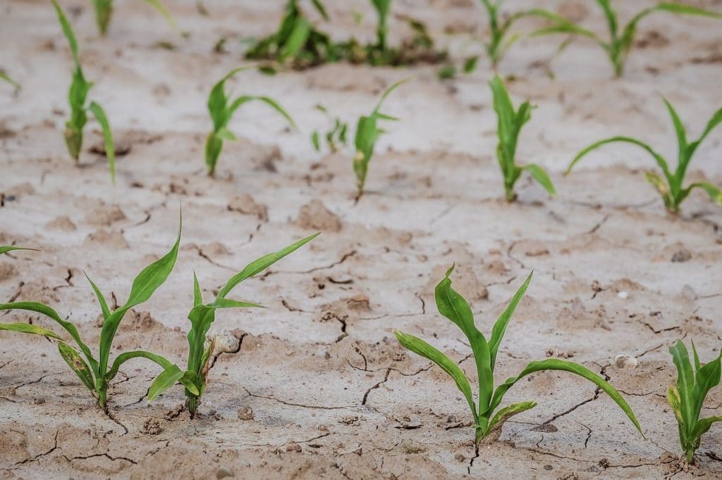 Photo of corn sprouts