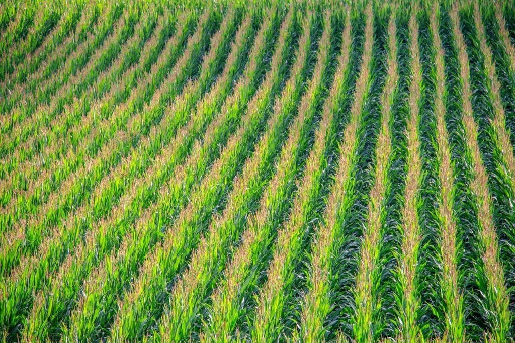 Photo of a vast cornfield
