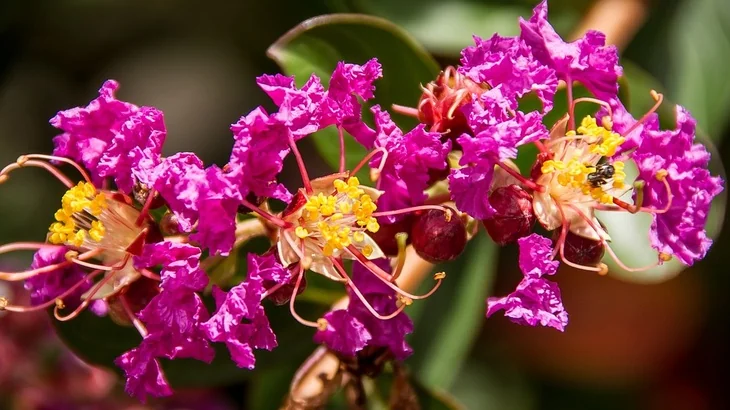 Crepe myrtles are low maintenance flowers, but they give loads of bloom all summer