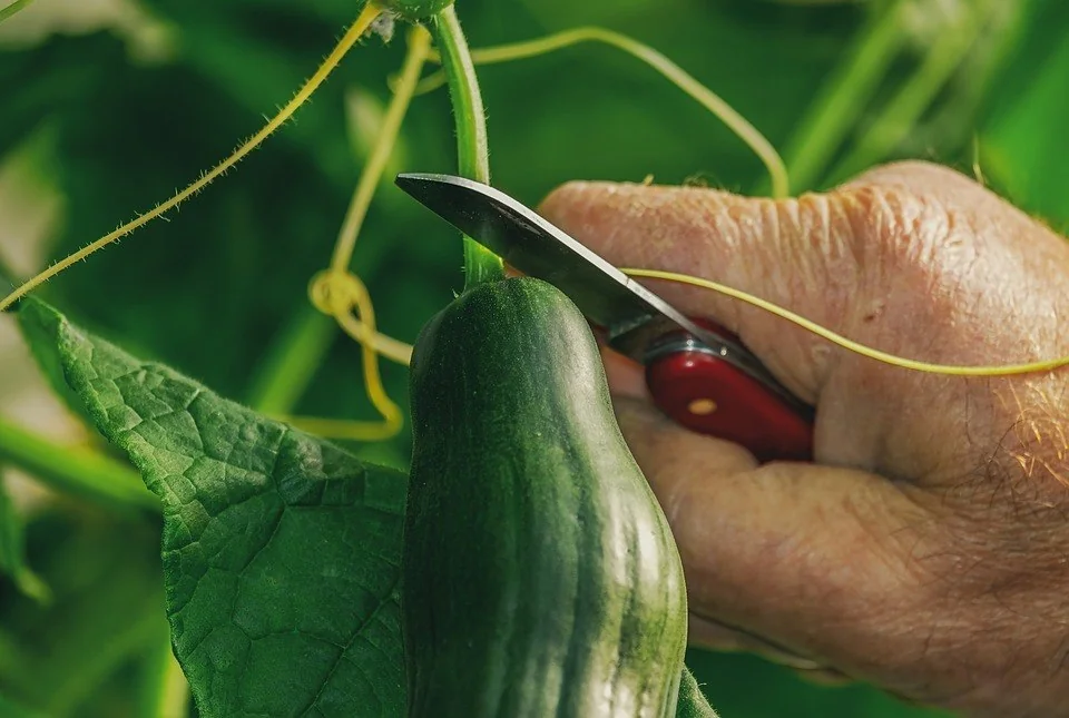 Man harvesting a cucumber
