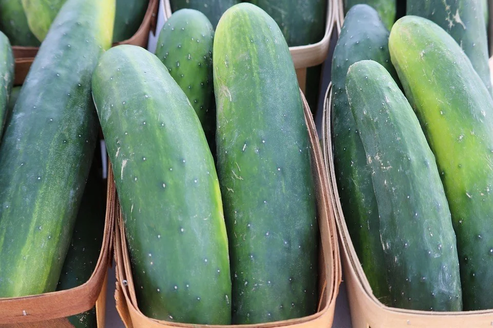 Cucumber in baskets