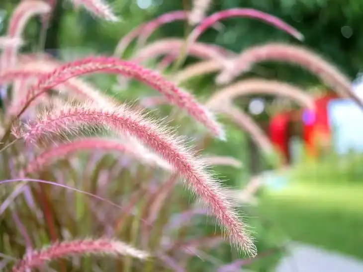 Dallisgrass stem with its green, feathery head full of ant-size seeds 1
