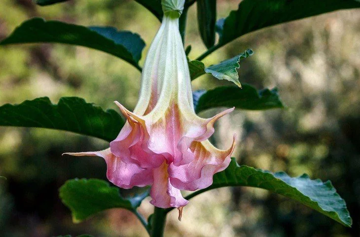 Datura