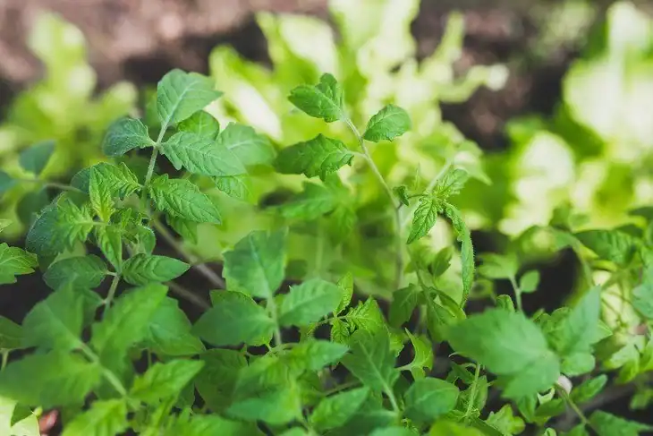 Determining the Tomato Plant's Variety