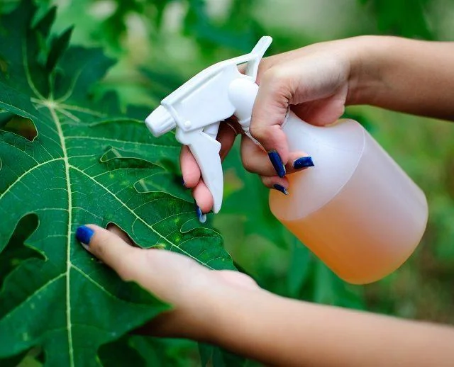 Natural ﻿pesticide