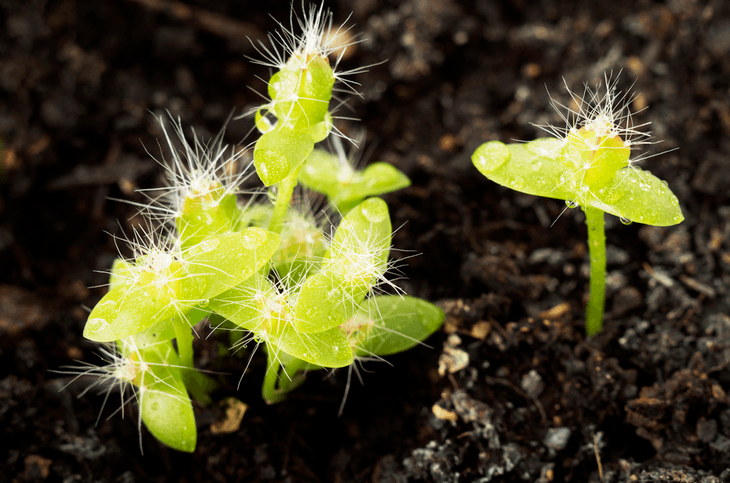 Dragon fruits that grow from seeds can germinate between 11 and 14 days
