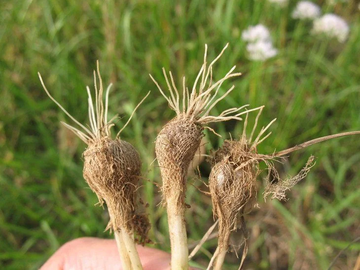 Edible Wild Plants Wild Onions