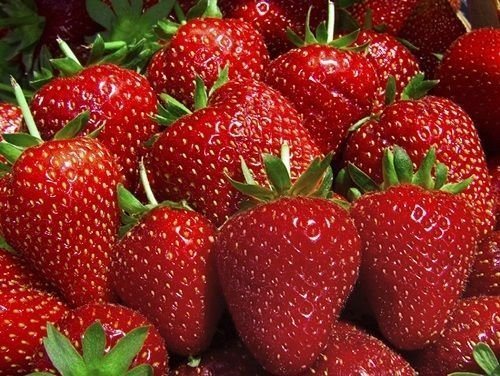 ever-bearing strawberries