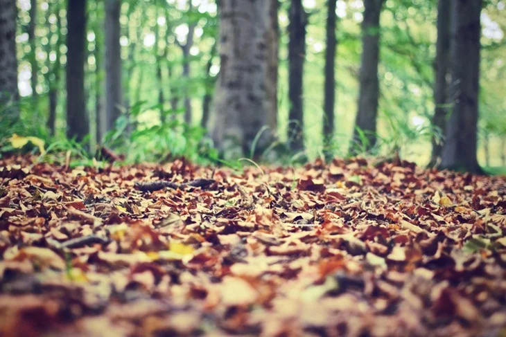 Fallen leaves are quite hard to maintain in the fall