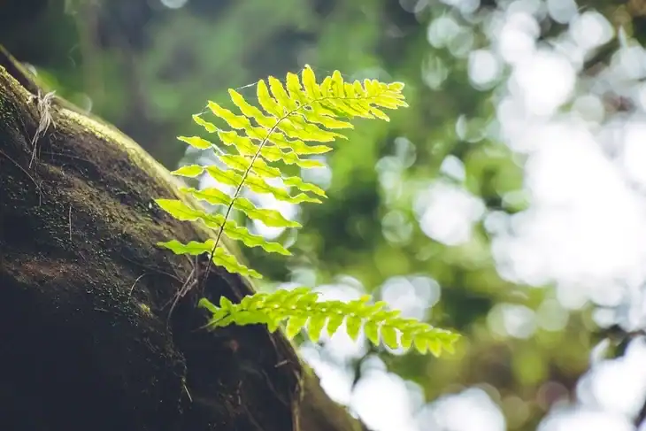 Fern is an example of a vascular plant