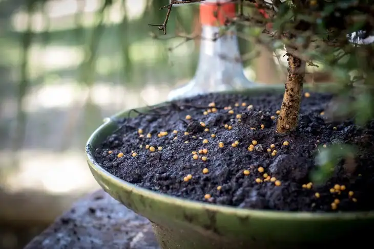 fertilizer on the bonsai pots,AF point selection