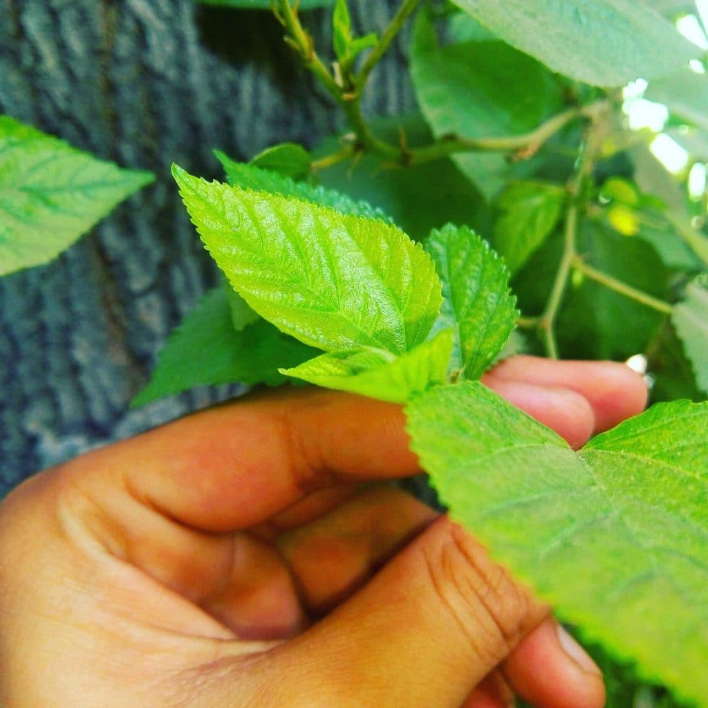 Stevia plant seed on hand