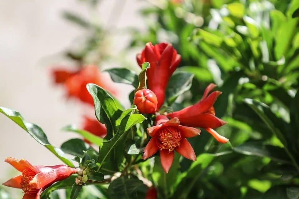 pomegranate tree - flowering Pomegranate tree