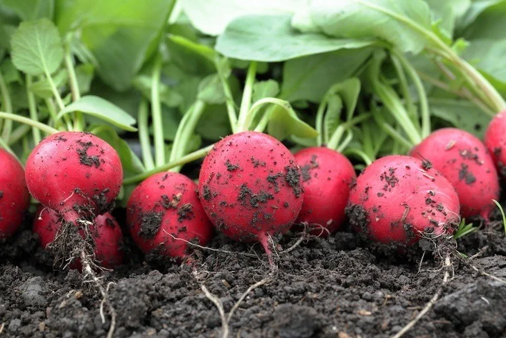 Fresh radishes from a harvest