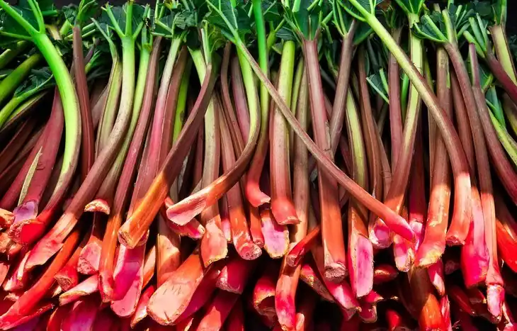 Fresh Rhubarb stalks ready to be sold at the farmer’s market