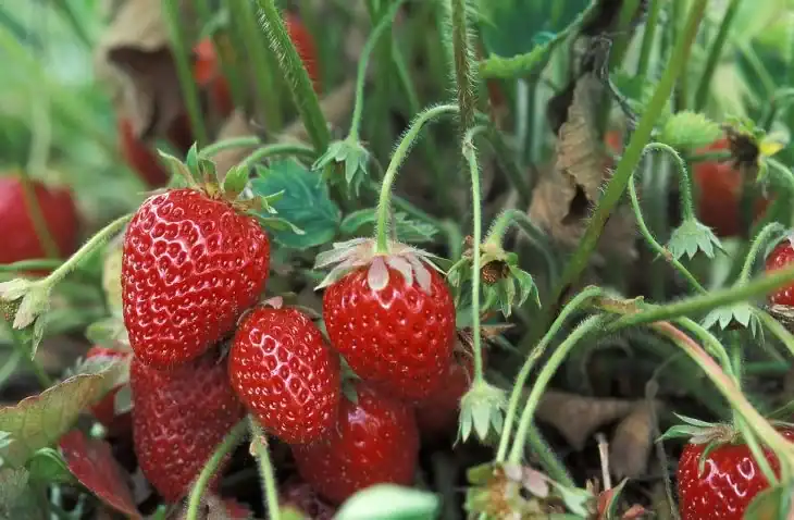 what-is-eating-my-strawberries-9