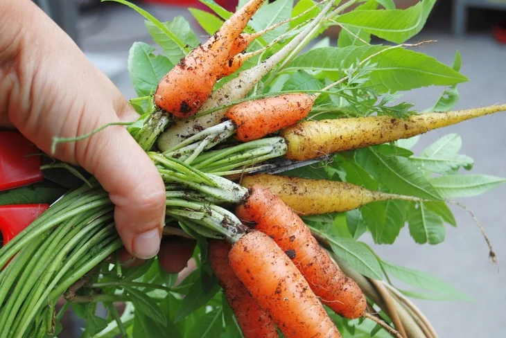 Freshly harvest carrots with traces of soil still stuck on it