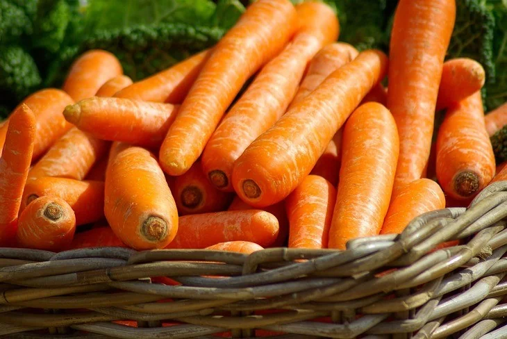 Freshly harvested carrots