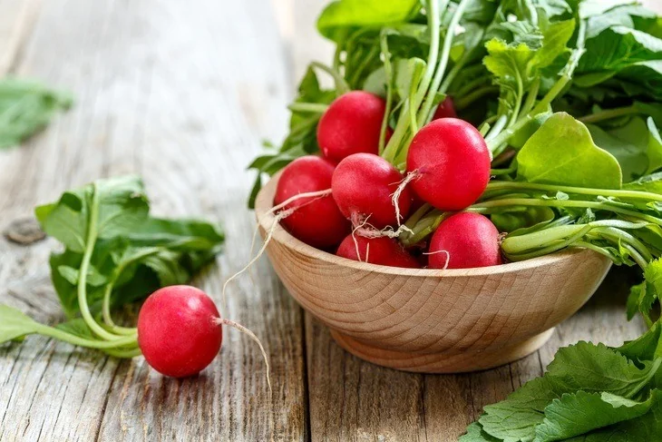 Freshly harvested radishes