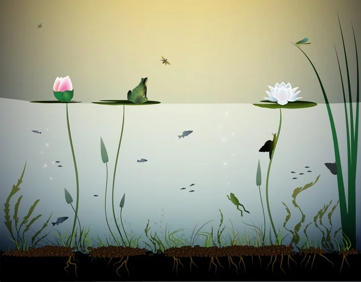 Frogs can also be added to prey on dragonflies