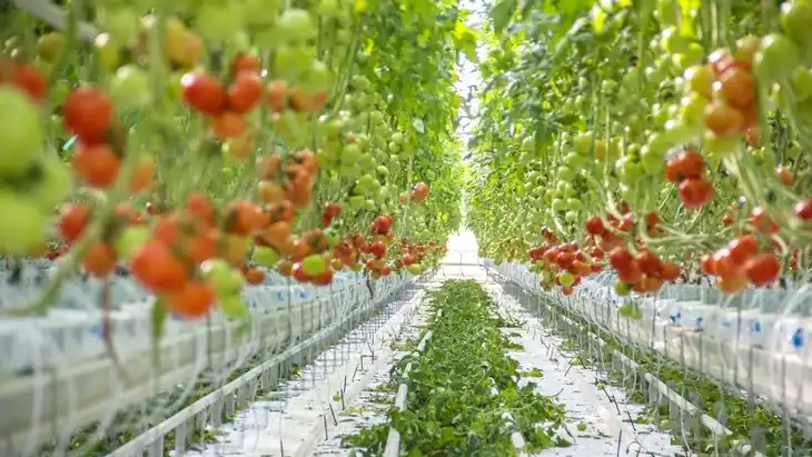 Fruits like tomatoes and strawberries can also be planted in hydroponics