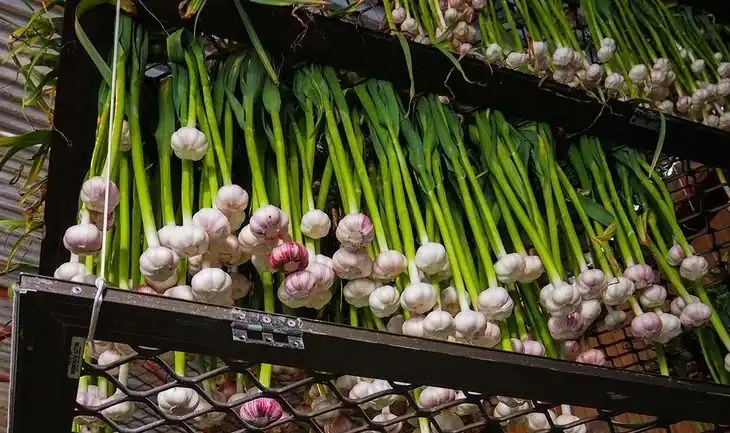 Garlic can be grown in a number of environments