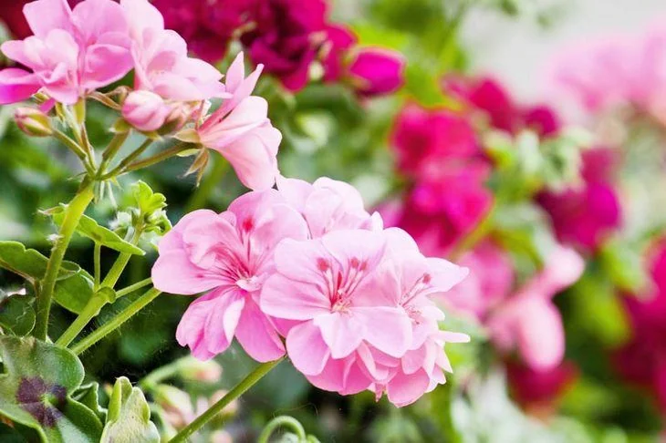 Geranium’s closer look during day time