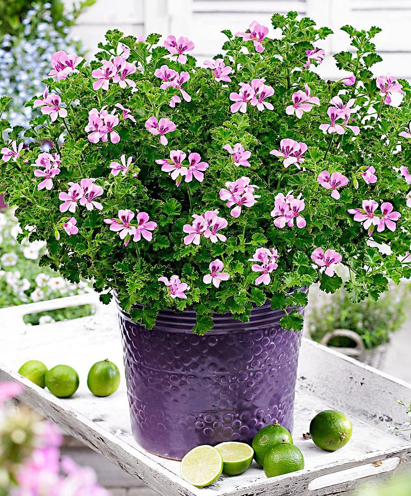 citronella plant - Geraniums and Other Citrus-Smelling Plants in a pot