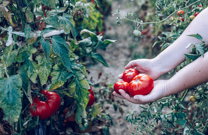Getting rid of hornworms will ensure that you get the desirable results for your tomatoes