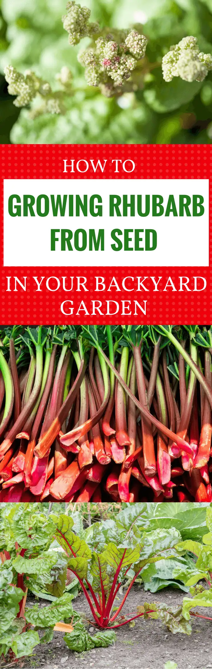 growing rhubarb from seed pin it