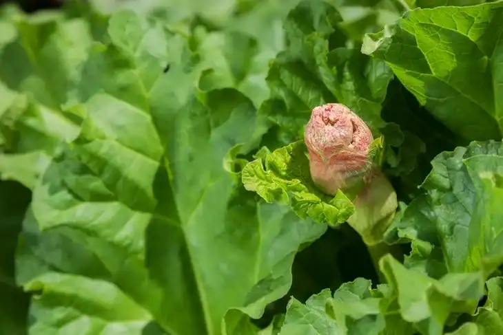 Harvest rhubarb plants during cool seasons