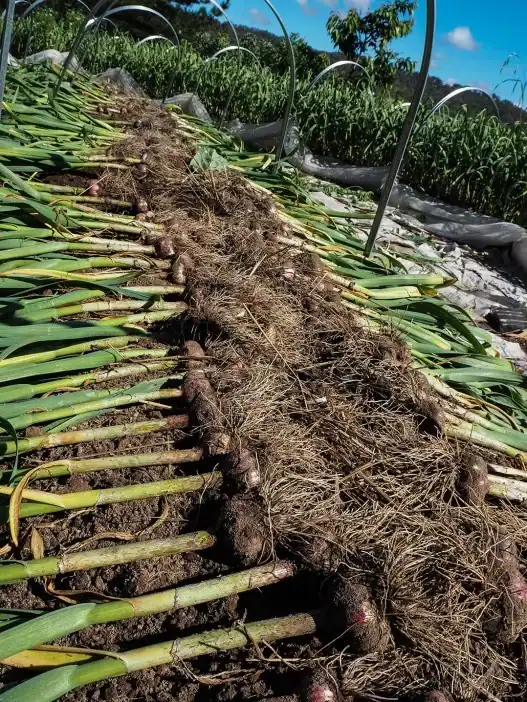 Harvesting Garlic