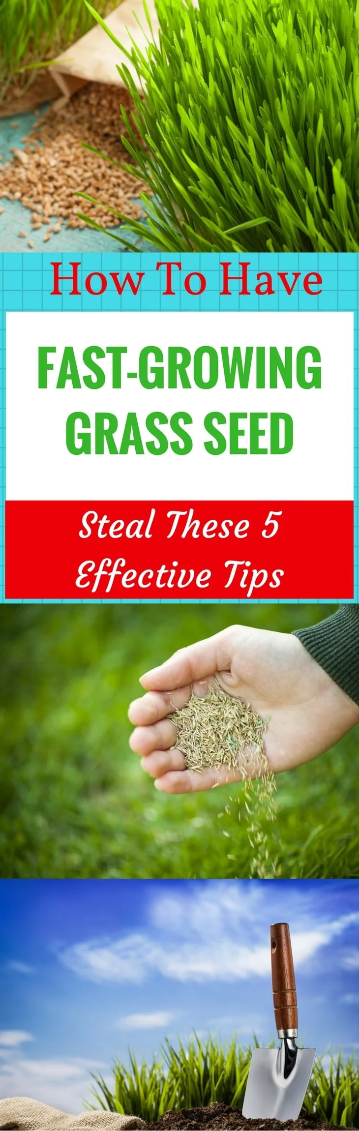HAVE FAST-GROWING GRASS SEED pin it
