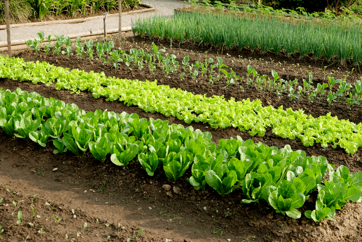 Having a healthy vegetable garden is the goal of using a compost tumbler