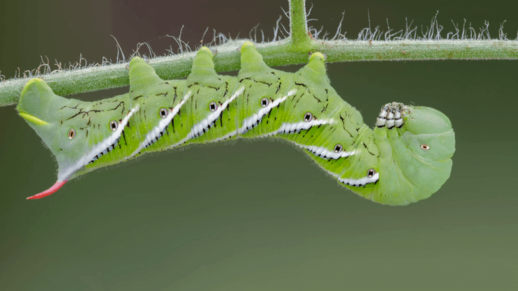 Hornworms are green in color with a stingless horn-like protrusion at their rear