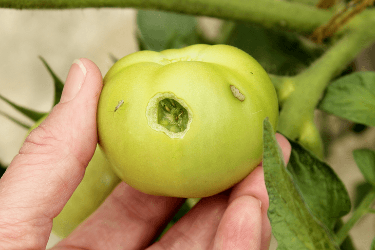 Hornworms usually bore holes in the tomato fruits or eat the leaves and stems of the tomato plant