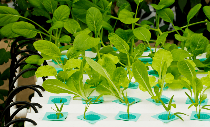 How to build a deep water culture system is one of the most must-have skills that hydroponics gardeners should master