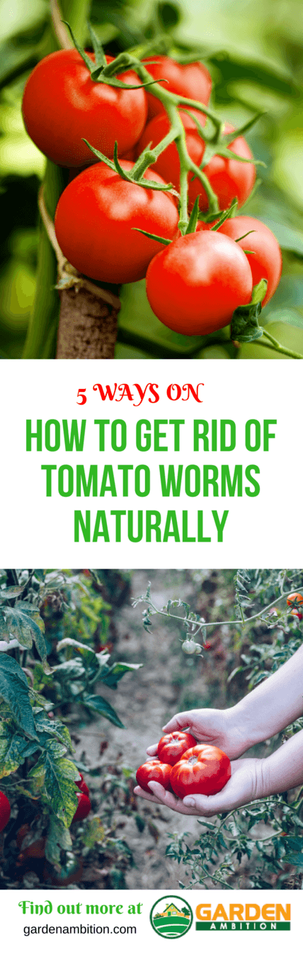 how to get rid of tomato worms naturally pin it