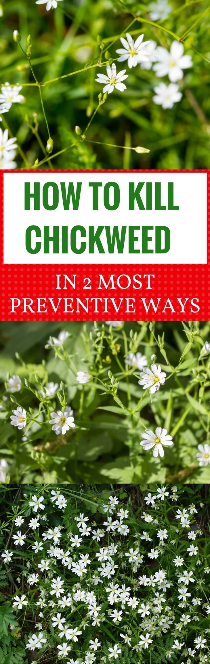 How to Kill Chickweed in 2 Most Preventive Ways -pin it