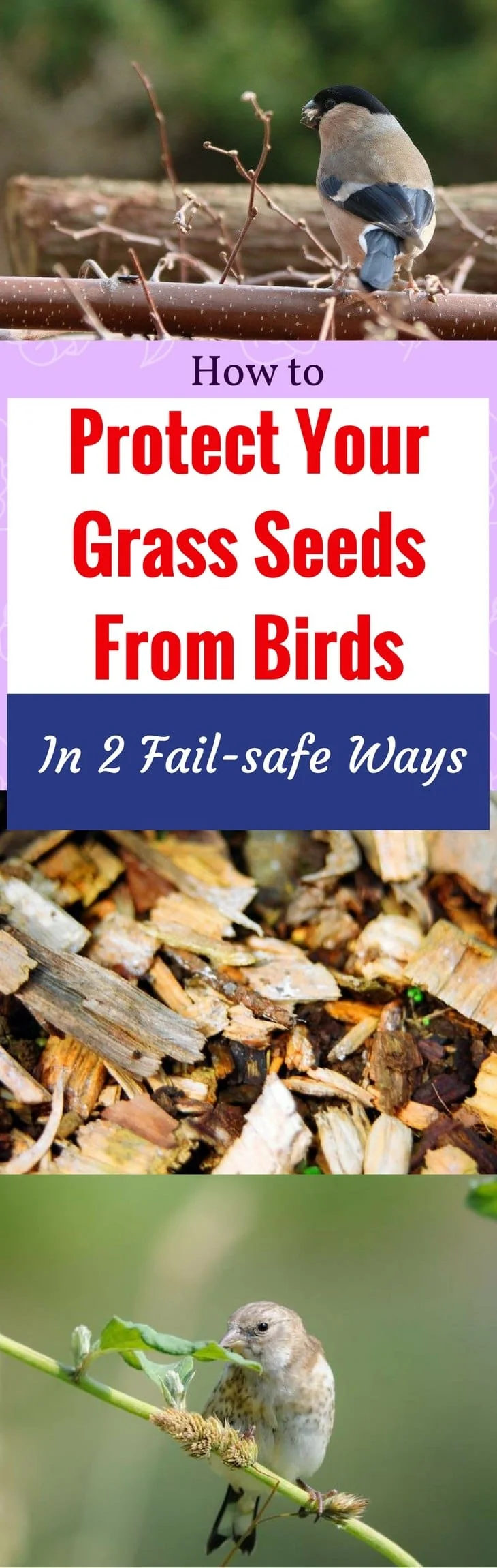 How to Protect Your Grass Seeds from Birds in 2 Fail-safe Ways