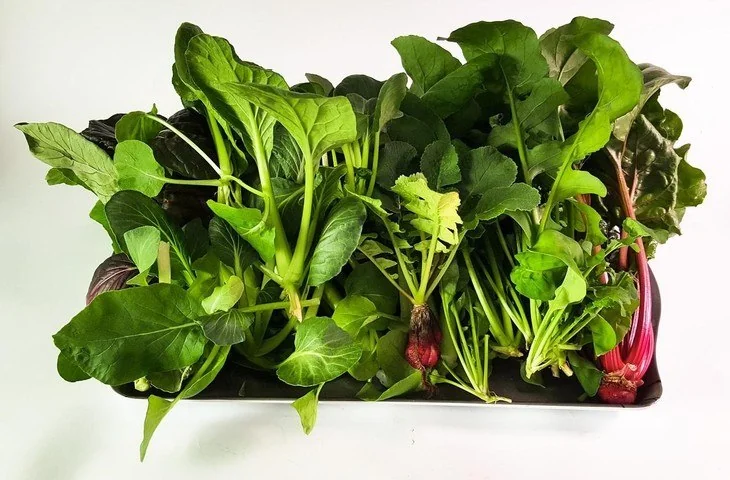 Hydroponic systems create lush, healthy plants