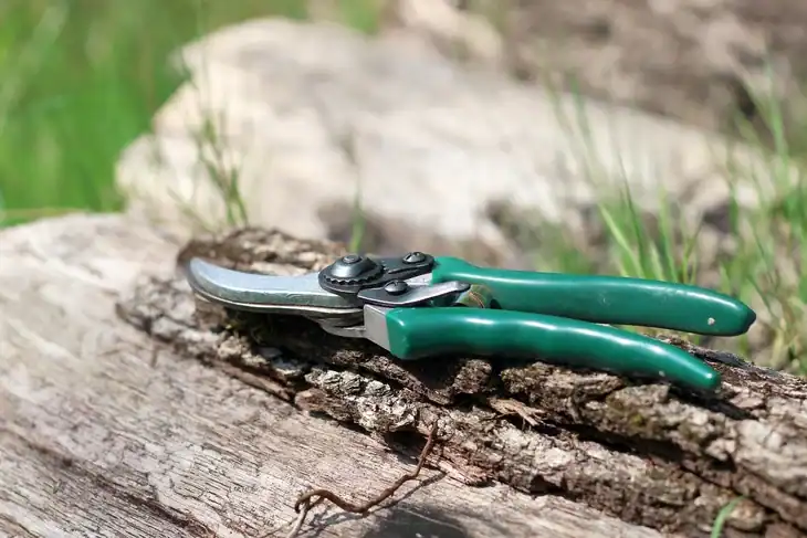 If you are not comfortable of harvesting tomatillos by hand, you can use garden pruners to cut the branch